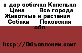в дар собачка Капелька › Цена ­ 1 - Все города Животные и растения » Собаки   . Псковская обл.